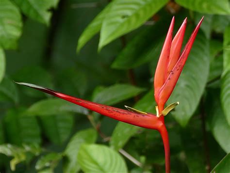 Flores Heliconias Mundo Ecologia