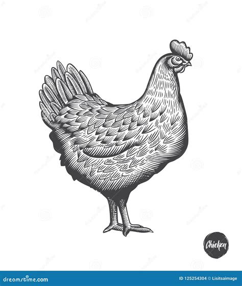 Chicken Hand Drawn Illustration In Engraving Or Woodcut Style Hen Meat