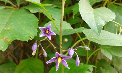 Good vine plants can be perennial or annual, flowering or foliage plants. tiny purple flowers on vine with large greem leaves | Flickr