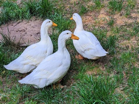 Do Ducks Make Good Pets Critters Aplenty