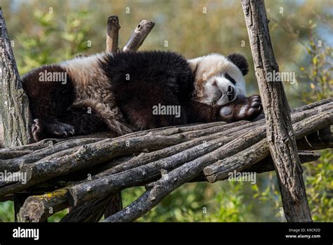 Panda Cub Sleep Hi Res Stock Photography And Images Alamy