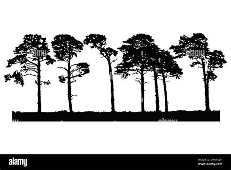 Trees Silhouette Isolated On White Background Pine Landscape