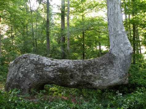 Mysterious Bent Trees Are Actually Native American Trail Markers Outdoor Revival