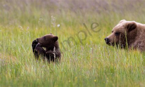 Grizzly Cub Hello Alaska