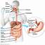 What Major Organs Are Components Of The Digestive Tract 