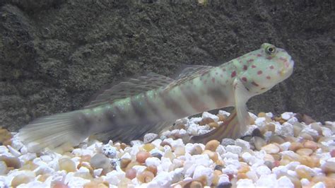 Pink Spotted Watchman Goby Youtube