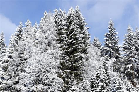 Imagine Gratuită Iarna Copacii Zapada Cerul Albastru Natura Fulg