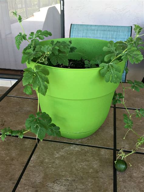 Growing Watermelon In Containers