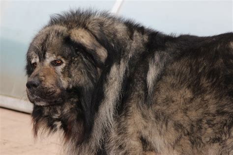 Russian Bear Dog Caucasian Shepherd Breed Info Puppies 53 Off