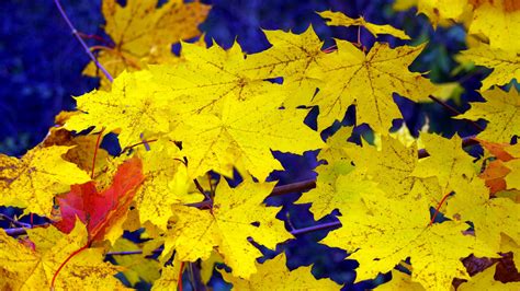 Download Wallpaper 2560x1440 Maple Leaves Fall Fallen Yellow