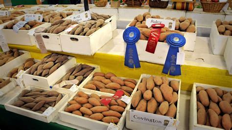 homegrown a sweet potato success story for north carolina youtube