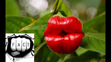 Top 10 Most Beautiful But Strange Flowers Youtube