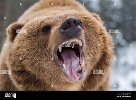 Roaring Bear Hi Res Stock Photography And Images Alamy