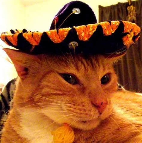Sombreros Look Better On Animals And These Photos Prove It