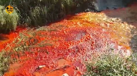 River In Israel Turns Red With Blood Like The Bibles Plague Of Blood