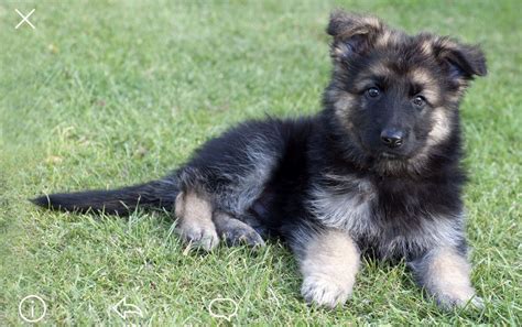 Boy German Shepherd Puppies For Sale Petsidi