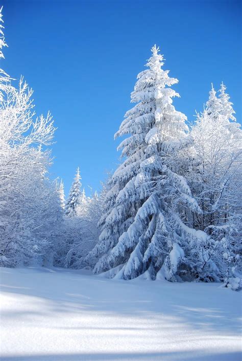 2019 Blue Sky Thick Snow Covered Trees Forest Photo