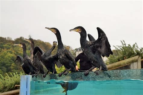 Στο tripadvisor θα βρείτε κριτικές από ταξιδιώτες, φωτογραφίες και χαμηλές τιμές για ξενοδοχεία (audierne, γαλλία). L'Aquashow (Audierne) - 2020 All You Need to Know BEFORE ...