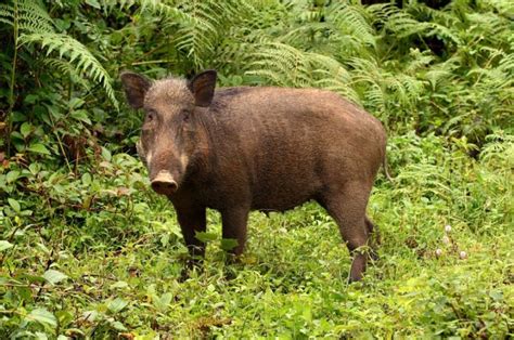A Silver Swining “destructive” Wild Pigs Actually Help Build Rainforests