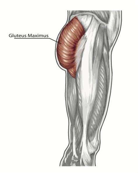 They also stabilise the hip joint by. Butt-ology 101: How to Enhance Your Gluteal Muscles ...