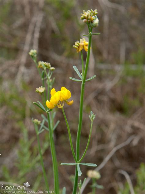 Coronilla Juncea Flora On