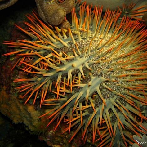 Crown Of Thorns Starfish Wipe Out Pilbara Coral Crown Of Thorns