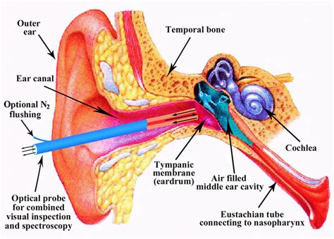 Anatomy Of The Human Ear With The Tympanic Membrane The Middle Ear