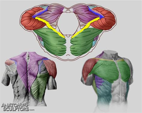 If you want to learn human anatomy in the fast and easy way, this course is for you. Torso front, back and top view by anatomy4sculptors on ...