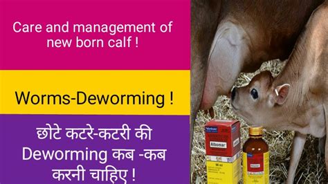 Worm Deworming अपने बछड़े का Deworming Youtube
