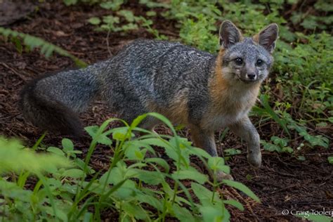 A Gray Fox Looking For A Den Mendonoma Sightings