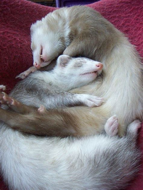 Two Ferrets Sleeping Together I Love Ferrets We Use To Have 5 They