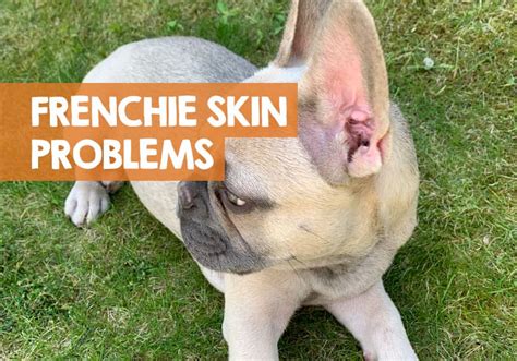 French Bulldog Skin Problems Issues Allergies And Bumps