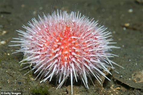 The Pink Sea Urchin Has Self Sharpening Teeth That Break Bits Of