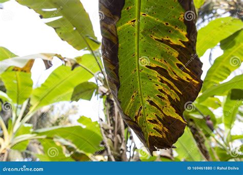 Banana Tree Leaf Problems Socialest