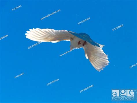 White Dove In Flight Against A Blue Sky Stock Photo Picture And