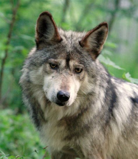 Howling For Wolves On Twitter Mexican Gray Wolf Wolf Conservation