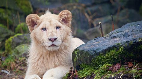 Lion Big Cats 4k, HD Animals, 4k Wallpapers, Images, Backgrounds ...