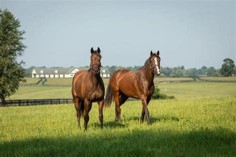 Visit Famous Horse Farms In Kentucky On These Virtual Tours Of Horse