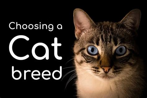 Choosing A Cat Breed