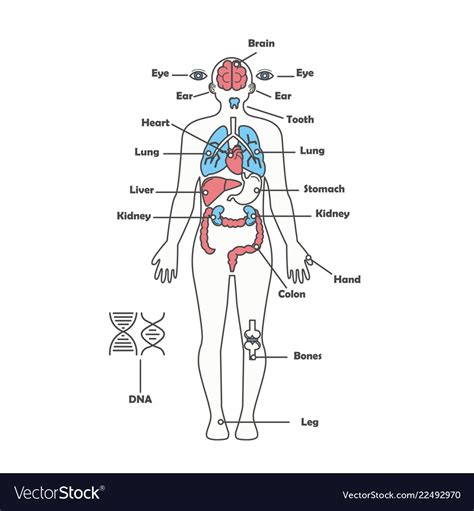 We express the osseous bony system with diagrame and examples in addition: Male human anatomy body internal organs Royalty Free Vector