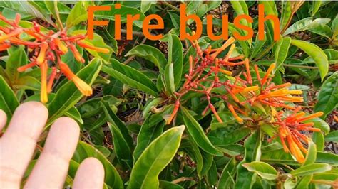 How To Grow Hamelia Patens Plant FireBush Plant Caring Tips