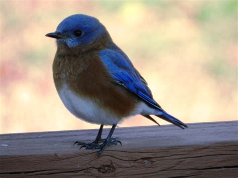 16 Common Songbirds Of Pennsylvania Owlcation