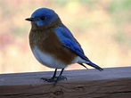 16 Common Songbirds of Pennsylvania - Owlcation