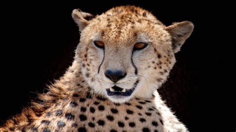 Young Cheetah | Nature Images Direct