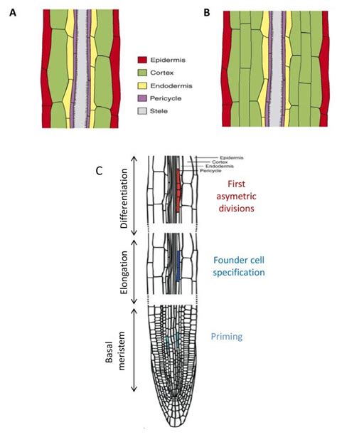 Schematic Organization Of The Primary Root A The Different Cell