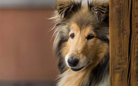 Download Wallpapers Rough Collie Lassie Dog Big Fluffy Dog Cute