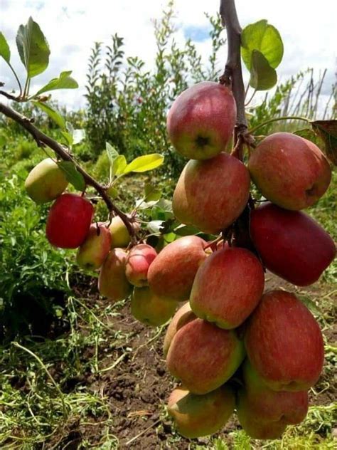Apple Cultivation Guide Oxfarm Organic