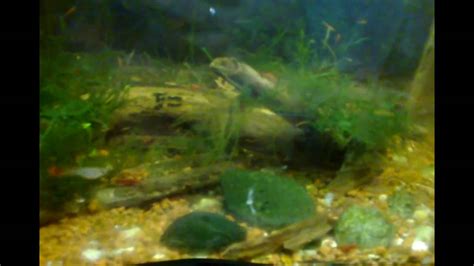 вода в аквариуме часть 2жесткость ракушки камни Зоомагазин Амфибия