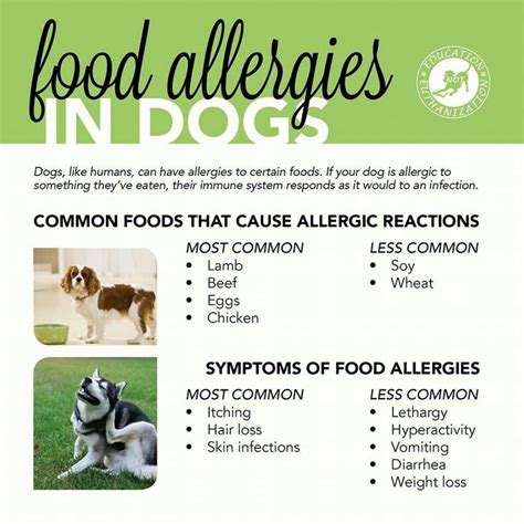Food Allergy Chart Dog Allergies Common Food Allergies Food Allergies