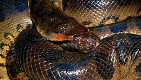 Anaconda | San Diego Zoo Wildlife Explorers